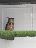 BENGAL EAGLE OWLS LOOKING FOR A NEW HOME
