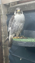 2012 MALE GYR PEREGRINE