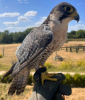 2015 MALE PERELANNER