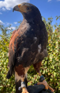 2024 FEMALE HARRIS HAWK