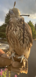 2026 SAKER FALCONS - 2 MALES & 1 FEMALE AVAILABLE